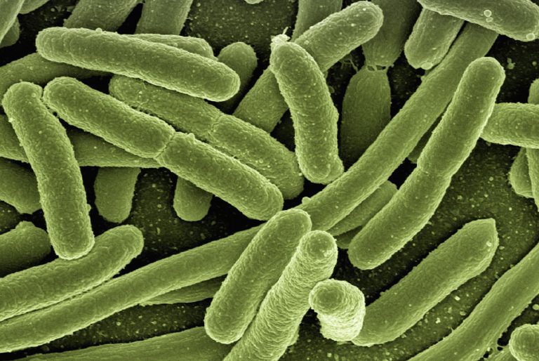 E.coli could be the next Raspberry Pi
