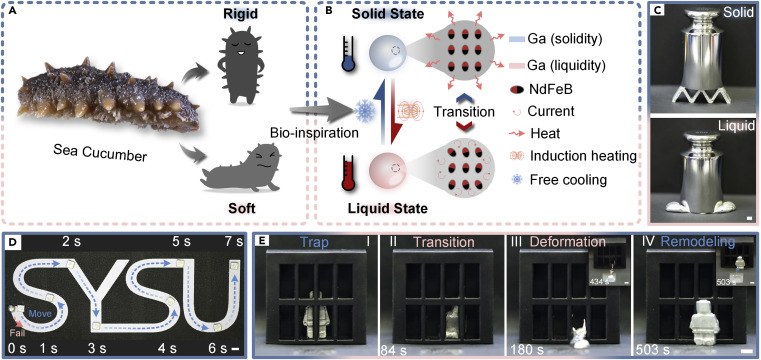 Magnetoactive liquid-solid phase transitional matter